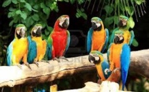 Mexique: un parc écologique bat le record Guinness de la reproduction d'aras