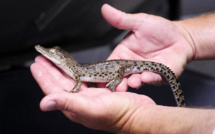 Plongée dans la ferme de crocodiles de LVMH en Australie