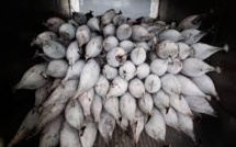 La pêche illégale dans les îles du Pacifique sud "un immense problème"