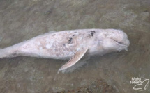 Un dauphin de Risso échoué à Reao