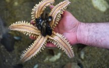 Fascinantes mais inquiétantes, les étoiles de mer se cherchent un avenir