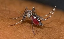 Trois cas de chikungunya déclarés en Nouvelle-Calédonie