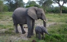 Les éléphants du Mozambique menacés de disparition dans les dix ans
