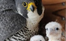 Trois faucons naissent à Paris, une première depuis le XIXe siècle