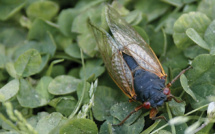 Elles seront "partout": l'Est des Etats-Unis bientôt envahi par des milliards de cigales