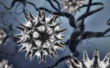 Un virus hybride de grippe aviaire créé en Chine, des experts s'alarment