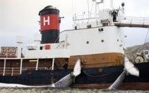 L'Islande reprendra sa campagne de pêche du rorqual en juin
