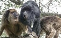 Trois singes hurleurs découverts dans un hôtel de charme en Argentine