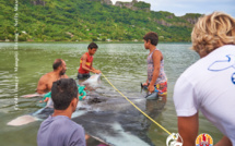 Une manta tuée par un filet “fantôme” à Maupiti