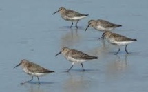 La montée des océans menace la migration des limicoles