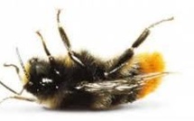 Près d'un tiers des colonies d'abeilles ont péri cet hiver aux USA