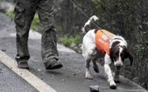 En Chine, des chiens pour prédire les séismes