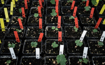 Du Petrus et des plants de vigne envoyés dans l'espace pour tester leur "résilience"