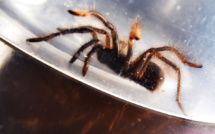 Australie: après les inondations, l'alerte aux mygales