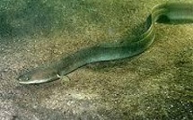 L'anguille, pépite d'or des rivières, glisse doucement vers son extinction