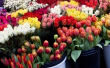 11 695 fleurs importées pour la fête des mères