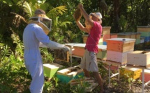 Adopte une ruche avec Miel des îles de Jean Sébastien Wan