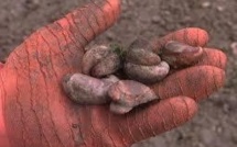 Le berlingot de mer: un petit coquillage qui peut rapporter gros