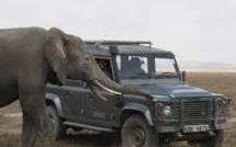 Kenya: une responsable d'ONG protégeant les éléphants arrêtée en possession d'ivoire