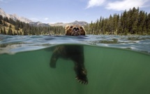 L'homme chasse la truite et l'ours mange le wapiti