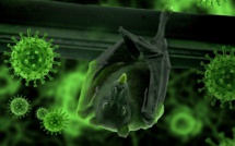 Chauve-souris, pangolin, volailles... Ces animaux qui nous transmettent des virus