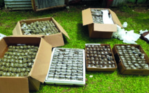 ​Saisie de 40 kg de cannabis et 9,5 millions en espèces