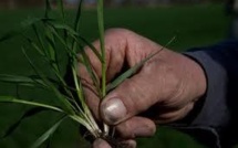 Appel à projets pour encourager les agriculteurs à se mettre à l'agroécologie