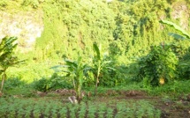 760 plants de cannabis détruits à la Presqu'île