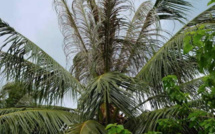 ​De nouveaux lâchers de micro-guêpes contre l'hispine des cocotiers