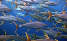 2018-2019 : La pêche progresse… de 1%