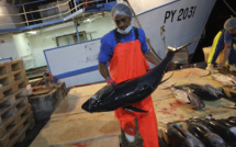 ​Les aides aux mareyeurs reconduites en 2021