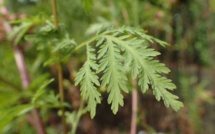 ​L'Artemisia, la plante aux vertus anti-Covid autorisée au fenua