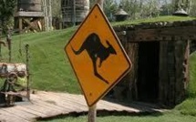 Australie: un élu local écolo allumé par un kangourou courroucé