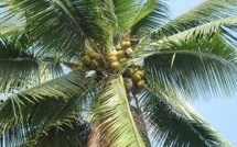 Nuku Hiva: Un coprahculteur décède après avoir reçu une coco sur la tête