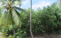 Vers une modification du PGA à Moorea pour le développement économique