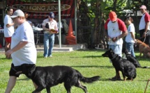 Le Club canin de Moorea rafle tous les prix en obéissance