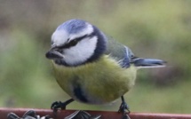 Les Français invités à compter les oiseaux de leur jardin ce week-end