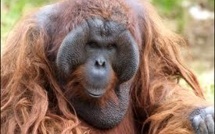Indonésie: la forêt des orangs-outans menacée, malgré le moratoire