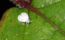 ​Micro-guêpe contre Mouche blanche