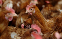 ​Une classification des élevages de poules pondeuse au fenua