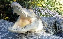 Indonésie: un crocodile lézarde sur une plage, faisant fuir les baigneurs