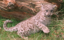 Les espèces endémiques sauvages menacées par le réchauffement climatique