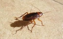 L'aversion des cafards au sucre: un exemple d'évolution rapide pour survivre