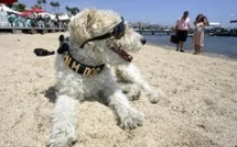 Cannes: le caniche aveugle de Liberace remporte la "Palm dog"