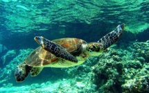 Tahaa : la fondation Hibiscus n’est plus autorisée à détenir des tortues