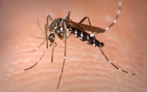 Dengue : une recrudescence des cas