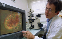 Une microalgue toxique pour l'homme, aussi nuisible aux huîtres et poissons