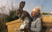 Le "plus grand lapin du monde" volé en Angleterre