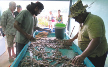 Aquaculture : La crevette en tête, le paraha peue malade