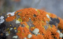 Les lichens, trésor scientifique et sentinelles de l'environnement